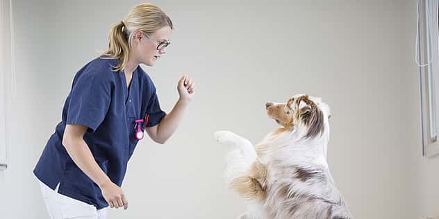 Eine Tierärztin steht vor einem Hund, während auch er sich zu ihr hochbeugt. Sie strecken sich Hand und Pfote entgegen.