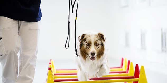 Ein Hund wird an der Leine über einen Parkour geführt.