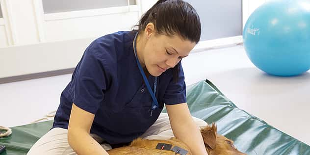 Ein Hund liegt auf einer grünen Matte. An ihm sind Sensoren befestigt und eine Tierärztin untersucht ihn.