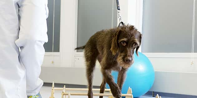 Ein Hund wird an der Leine über einen Parkour mit Hürden geführt.