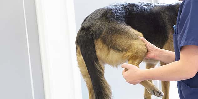 Eine Tierärztin untersucht das Hinterbein eines Hundes.