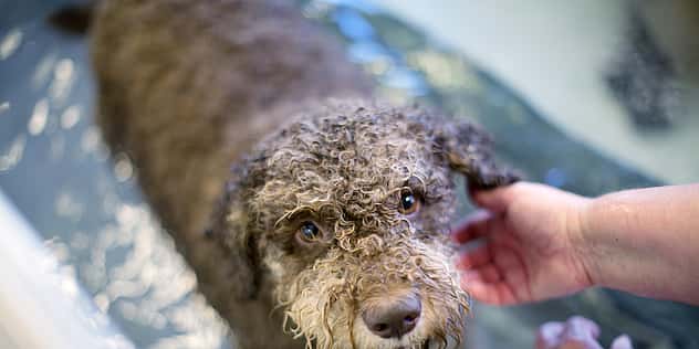 Ein brauner Hund mit Locken befindet sich in einem Becken mit Wasser. Darin steht er auf einem Unterwasserlaufband und schaut hoch in die Kamera.