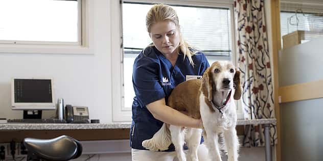 Eine Tierärztin unterstützt einen Hund, auf einem gelben Luftkissen zu balancieren, indem sie unter seinen Bauch greift.