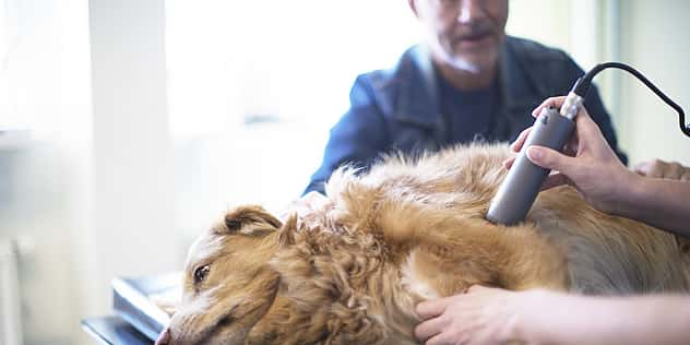 Ein Hund liegt auf der Liege und wird untersucht.