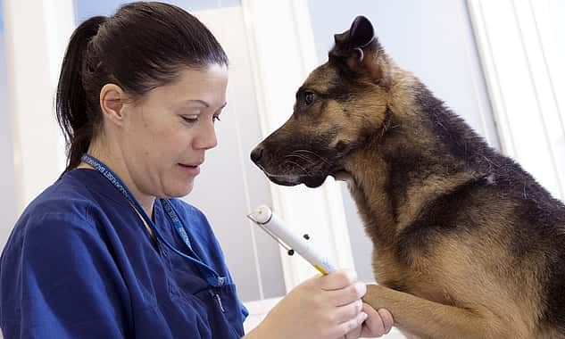 Eine Tierärztin hält die Pfote eines Schäferhundes, der vor ihr sitzt, in der Hand und untersucht sie.