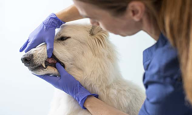 Eine Tierärztin hält den Kopf eines großen Hundes fest, um sich seine Zähne anzuschaunen.