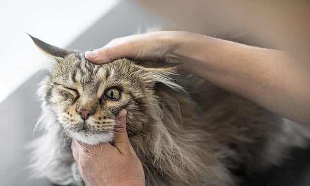 Ein Kater wird an seinem Gesicht untersucht. Sein linkes Auge ist geschlossen.