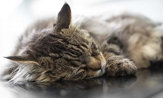 Nahaufnahme einer Katze, die auf dem Tisch liegt und schläft.