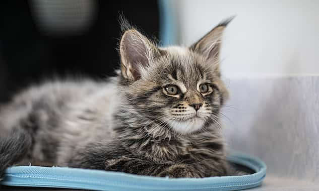 Eine kleine, sehr flauschige Katze liegt auf dem Boden und beobachtet etwas.