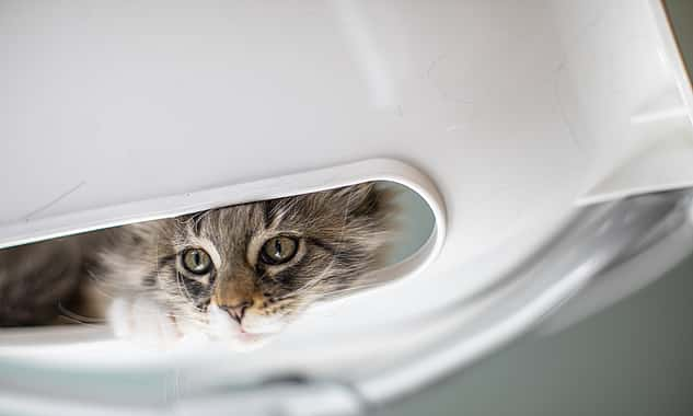 Nahaufnahme einer jungen Katze, die mit dem Kopf aus kleiner Öffnung schaut.