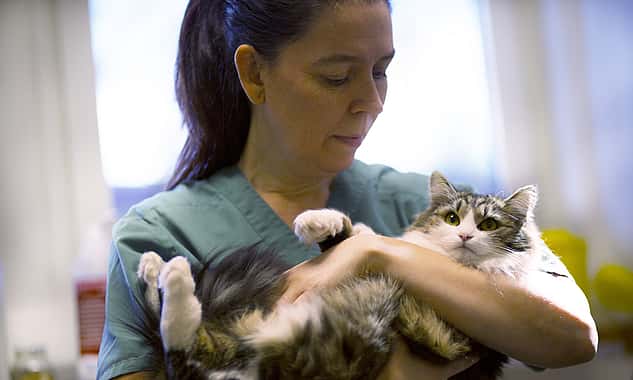 Eine Tierärztin trägt eine Katze auf dem Arm und lächelt sie an.
