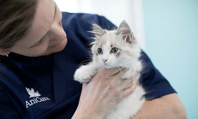 Eine Tierärztin hält eine junge weiße Katze auf dem Arm und schaut sie dabei lachend an.