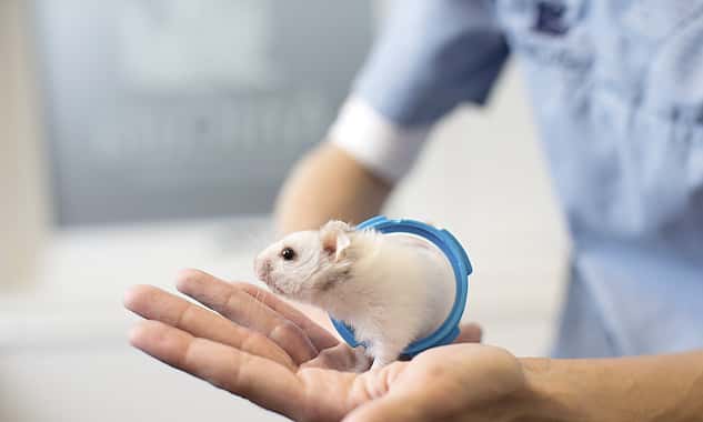 Ein Tierarzt hält eine weiße Maus in ihren Händen. Sie trägt einen Ring um ihren Körper.