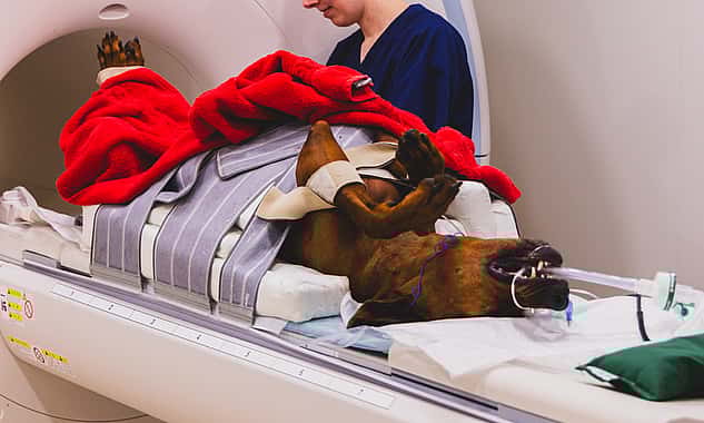 Eine Tierpflegerin streichelt den Kopf von einem Hund, der eine Schwimmweste trägt und noch leicht nass ist. Sie lacht ihn dabei an.