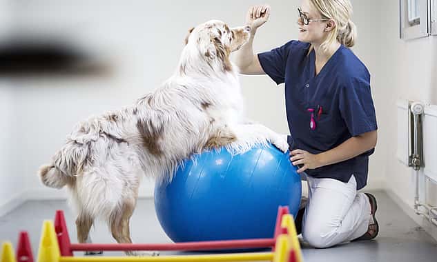 Ein Hund steht mit seinen Vorderbeinen auf einem Gymnastikball und versucht die Hand einer Tierärztin zu erreichen, die vor ihm in der Hocke sitzt und ihren Arm hebt. Vor ihnen ist ein Parkour mit Hürden aufgebaut.