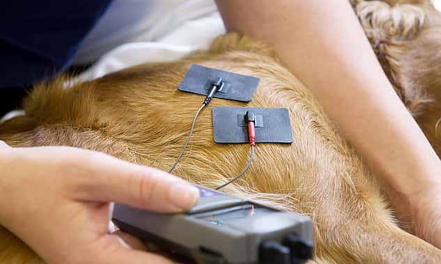 Bei einem Hund werden die Werte über Sensoren, die am Fell befestigt sind, gemessen.