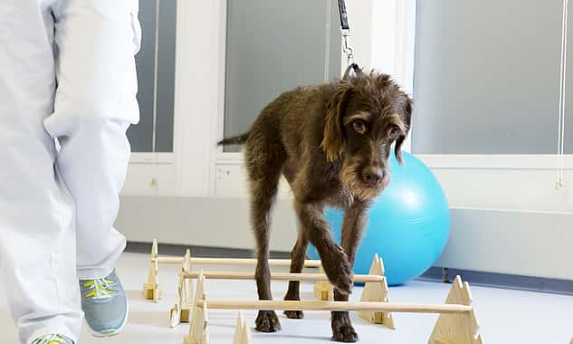 Ein Hund wird an einer Leine über einen Parkour mit mehreren Hürden geführt.