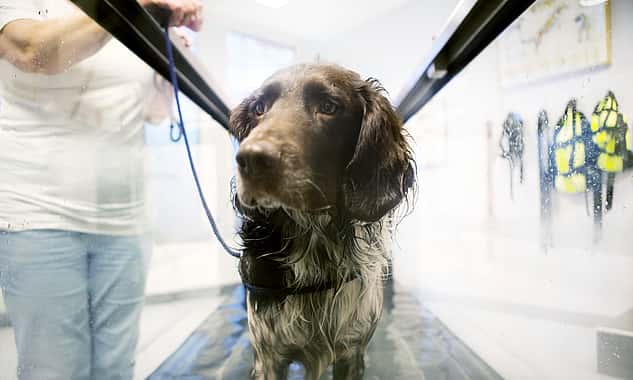 Ein Hund steht in einem mit Wasser gefüllten Becken auf einem Unterwasserlaufband.