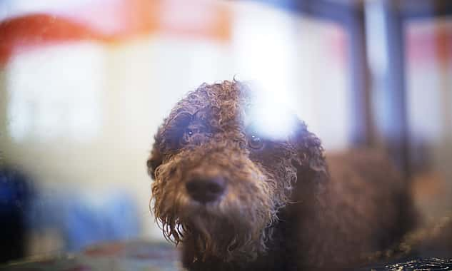 Ein brauner Hund mit Locken steht im Wasser und schaut hoch zur Kamera.