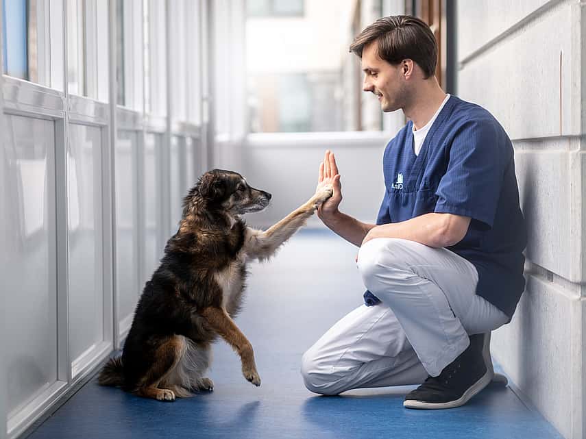 Ein Tierarzt ist in die Hocke gegangen. Er und ein Hund geben sich ein High-Five.