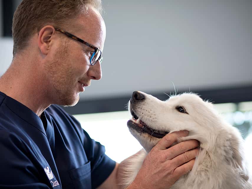 Ein Tierarzt und ein Hund sitzen sich gegenüber. Er hält sanft den Kopf des Hundes und lächelt ihn dabei an.