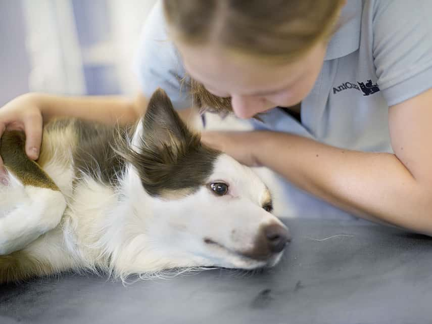 Schnee Fressen: Gefahr für Ihren Hund