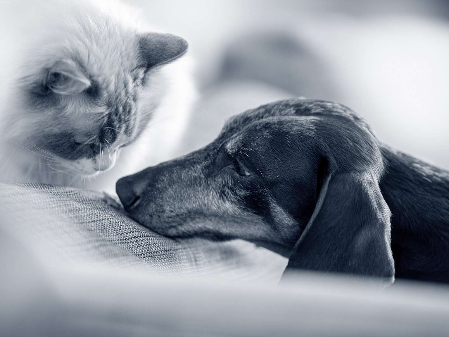 Katze mit Tierärztin