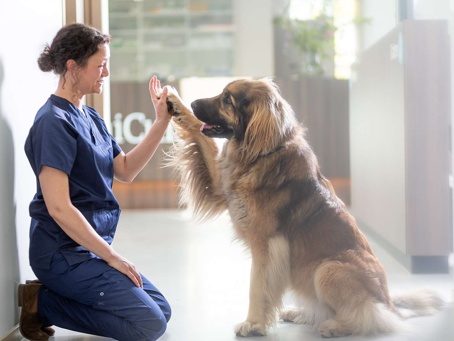 Eine Tierärztin ist in die Hocke gegangen. Sie und ein Hund geben sich ein High-Five.