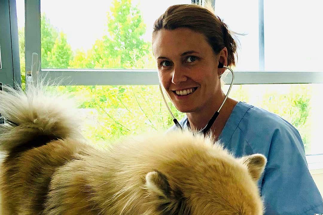 Ein Tierarzt hält den Kopf eines Berner Sennenhundes in den Händen. Sie schauen sich glücklich an.