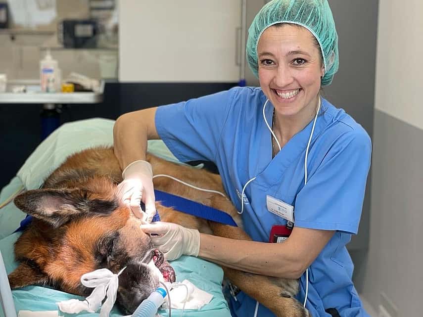 Katja Winger bei der Elektrochemotherapie eines Hundes