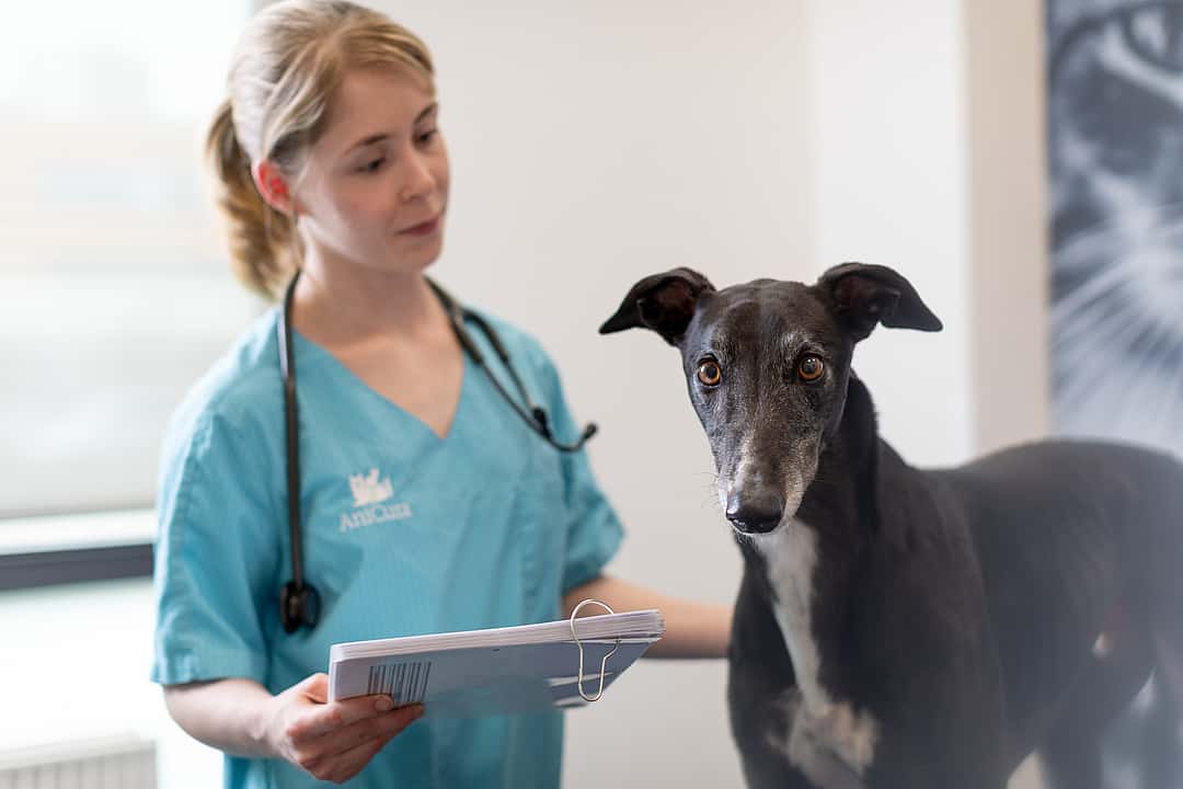 Eine Tierärztin schaut sich einen schwarzen Hund an und hat dabei ihre Unterlagen in der Hand. Der Hund schaut in die Kamera.