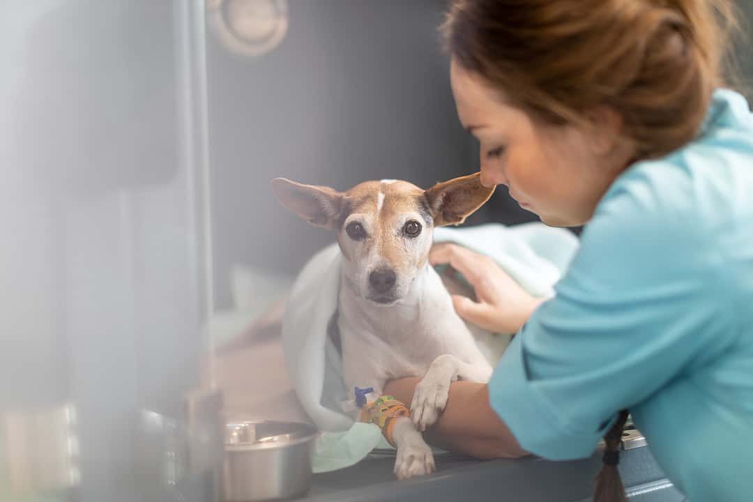 Tierärztin kümmert sich um einen kleinen Hund. Er ist in eine Decke eingewickelt und hat Verbände am Bein.