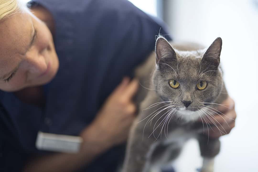 Eine Tierärztin hält eine graue Katze fest, ist zu ihr runtergebeugt und lächelt sie an. Die Katze schaut in die Kamera.