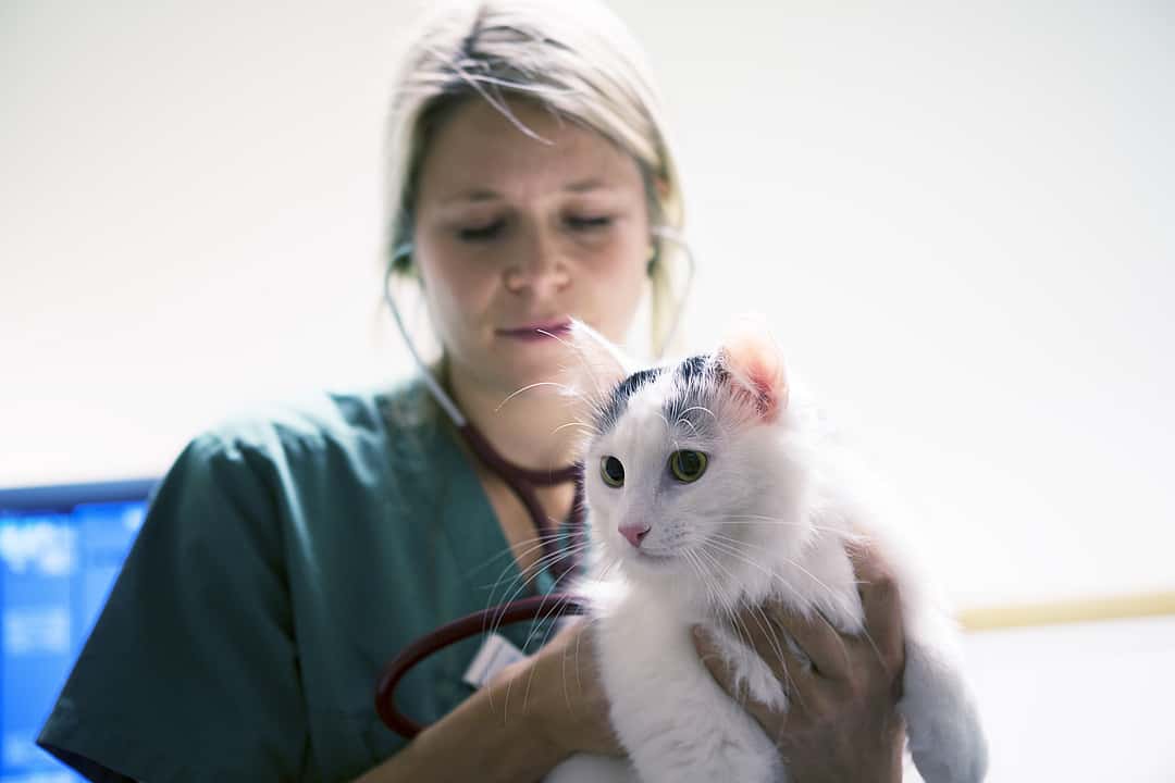 Eine Tierärztin hält eine weiße Katze in ihren Händen und hört sie mit einem Stethoskop ab.