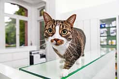 Eine Katze läuft über den Tisch der Rezeption und läuft mit großen Augen auf die Kamera zu.
