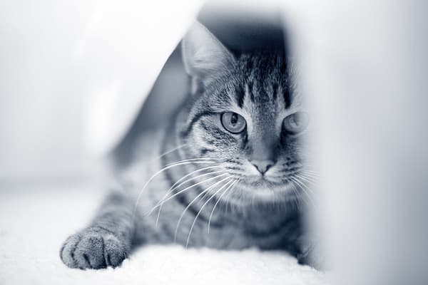 Eine Katze, die auf dem Boden liegt.