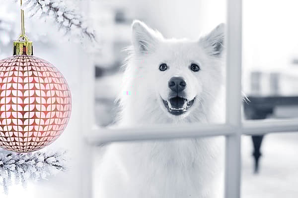 Ein Hund, der einen Weihnachtsschmuck betrachtet.