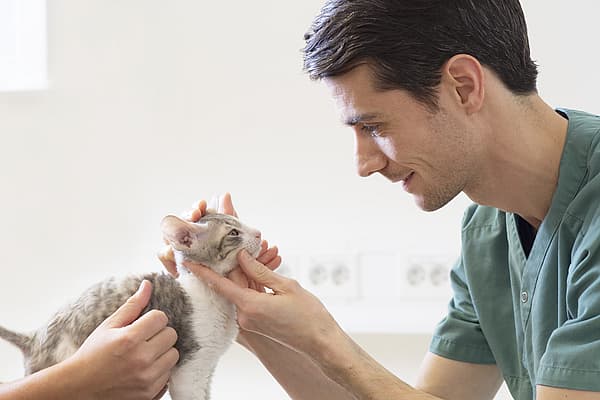 Eine Person in Kitteln, die eine Katze berührt.