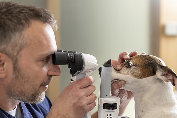 Ein Tierarzt untersucht die Augen eines Hundes