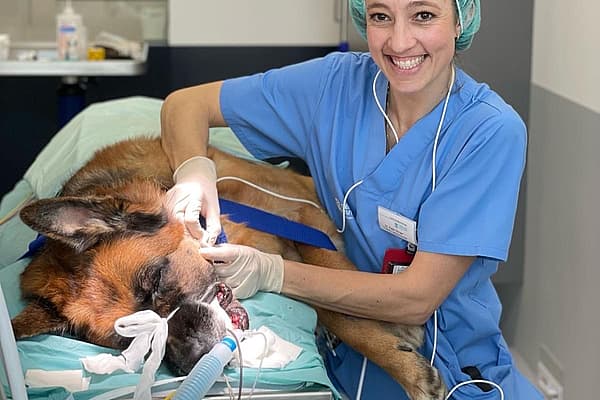 Katja Winger bei der Elektrochemotherapie eines Hundes
