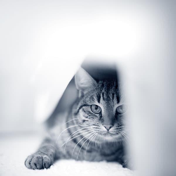 Eine Katze, die auf dem Boden liegt.