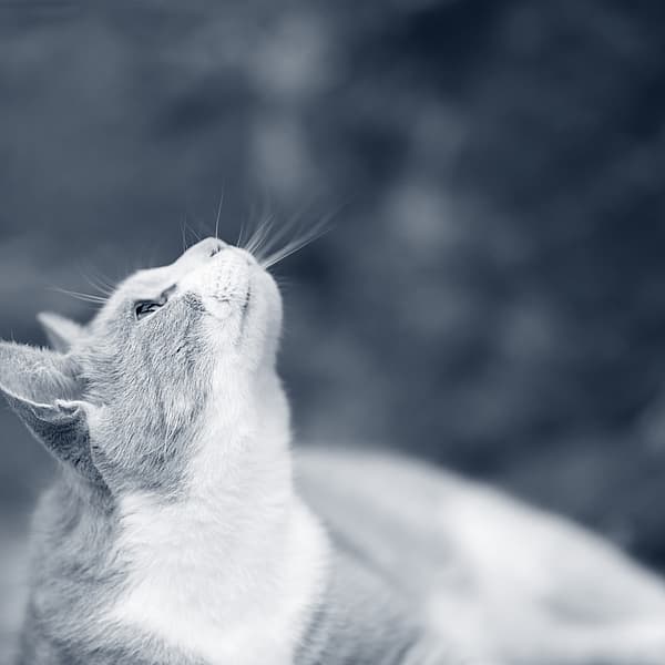 Eine Katze, die nach oben schaut.