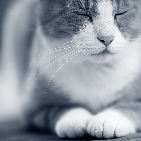 Nahaufnahme einer Katze.
