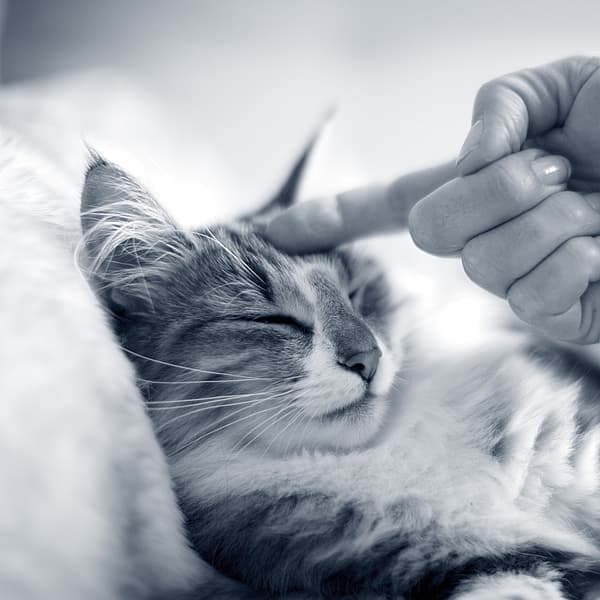 Eine Hand, die eine Katze berührt.
