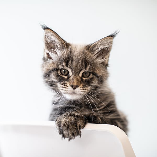 Eine Katze, die auf einem Stuhl sitzt.
