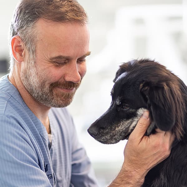 Eine Person, die einen Hund streichelt.