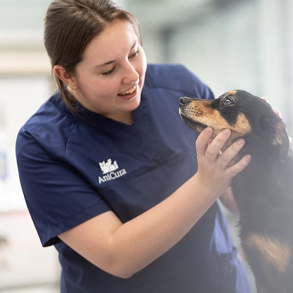 Tierärztin untersucht den Kopf eines Hundes
