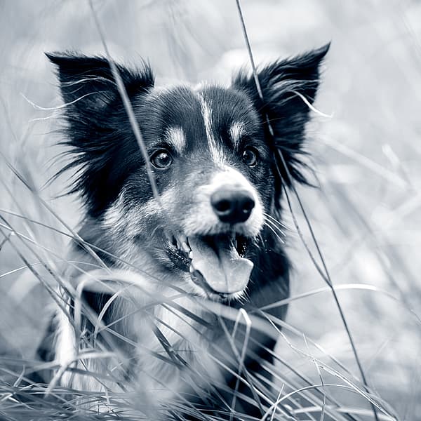 Ein Hund im hohen Gras.