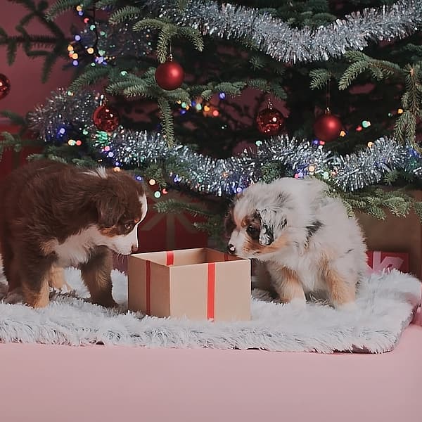 Zwei Welpen, die unter einem Weihnachtsbaum ein Geschenk betrachten.