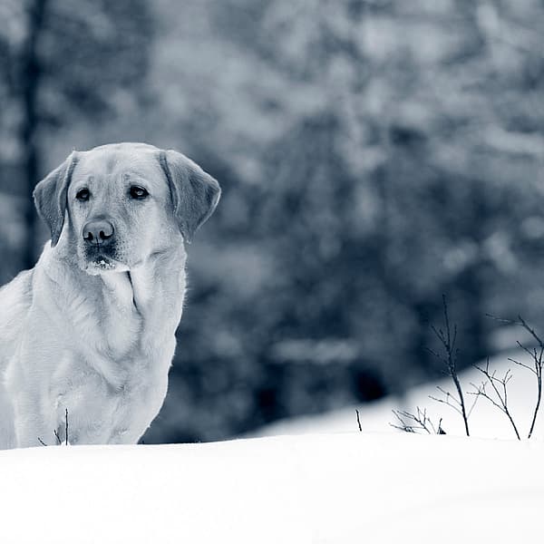 Ein Hund, der im Schnee steht.